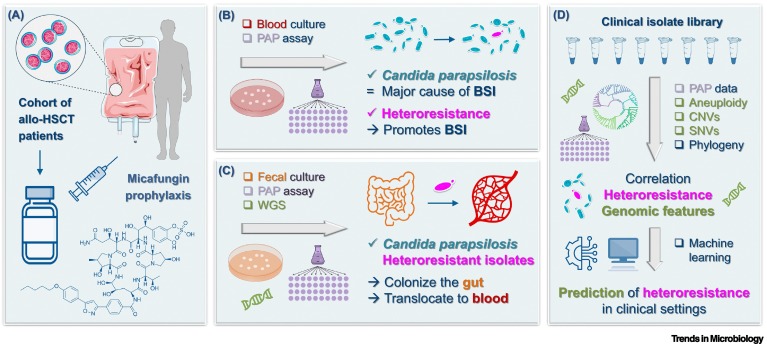 Heteroresistance: a hidden cause behind antifungal prophylaxis failure dlvr.it/TDwzFh
