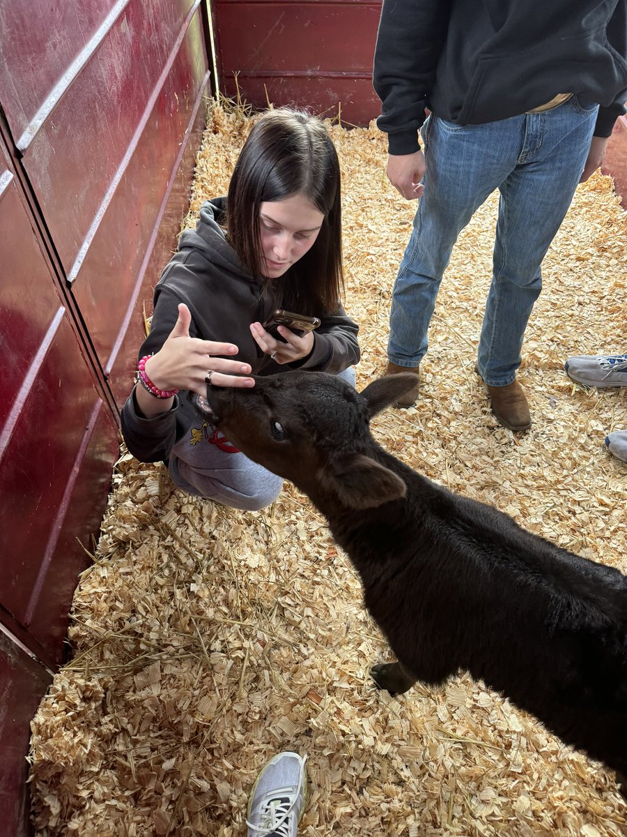 agteacher18's tweet photo. Week 2 back from maternity leave and if I can’t be with my baby, at least I can love on this one!!

Shoutout to our Assistant Principal, Mr. Crepps for bringing in a freemartin calf for our Animal Science students this week. https://t.co/uNG13aAEhE