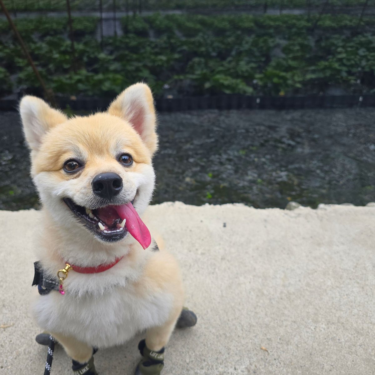 cocomaru_0711's tweet photo. .

長野県大王わさび農園🌿⸰ 𖥔 ͙ࣳ

園内はワンちゃんと回れて
テラス犬okの食事屋さんも🙌ᡣ𐭩

何より真夏でも…
とっても涼しかったです🥹🍃

#ポメラニアン #長野県犬連れ 
#pomeranian #dogoftheday 
#大王わさび農園 #犬のいる生活 https://t.co/AcBDYv6p5k
