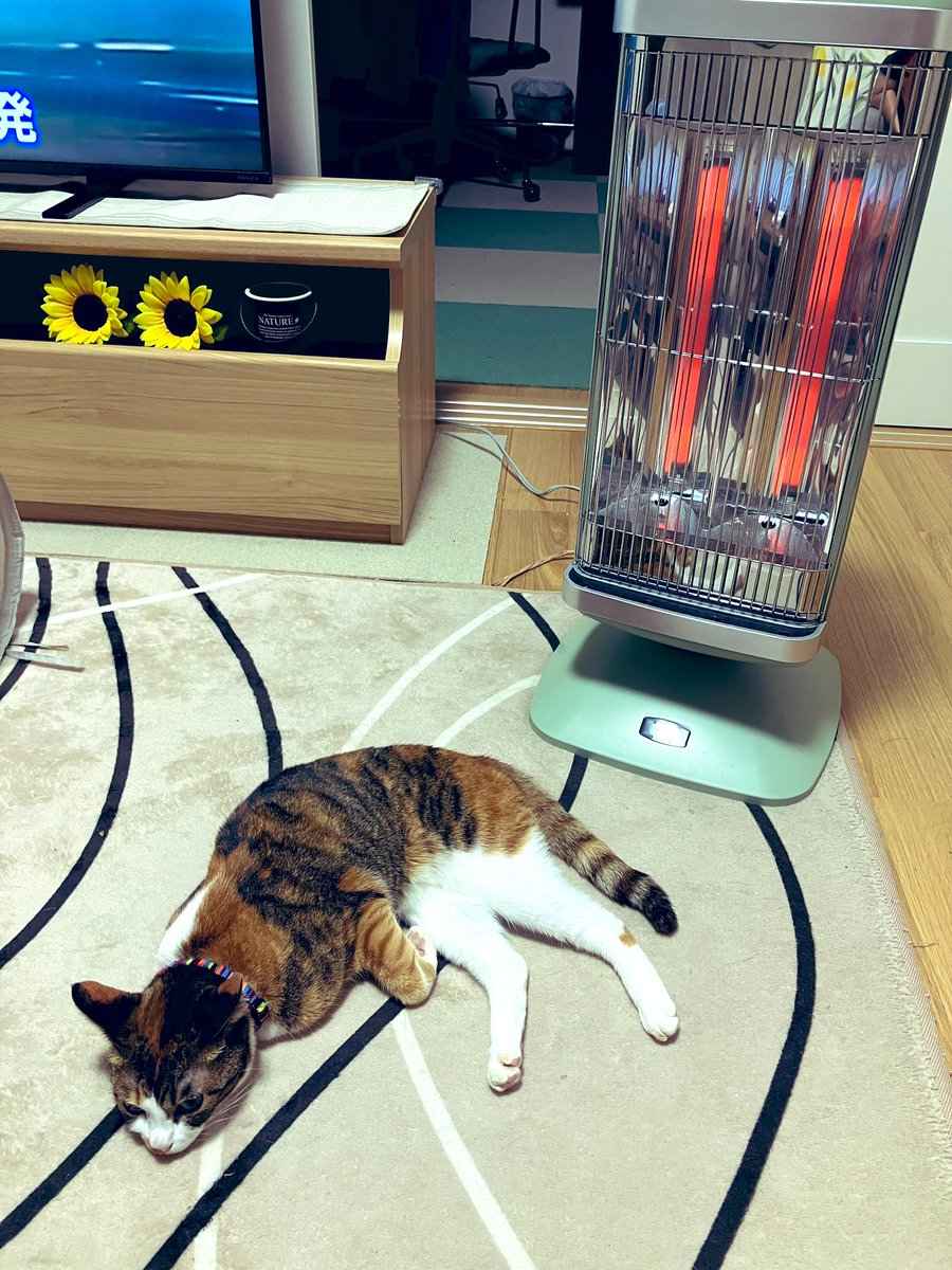 jonyTonsuke's tweet photo. おはようございます٩( 'ω' )و 

急に寒くなりましたな(‘ω’)
雨も降っており先週とは気温差が激しくて管理が難しい😓

猫さんが寒そうにしてたのでヒーターも出してあげました😺 https://t.co/dmg7gjn4OR