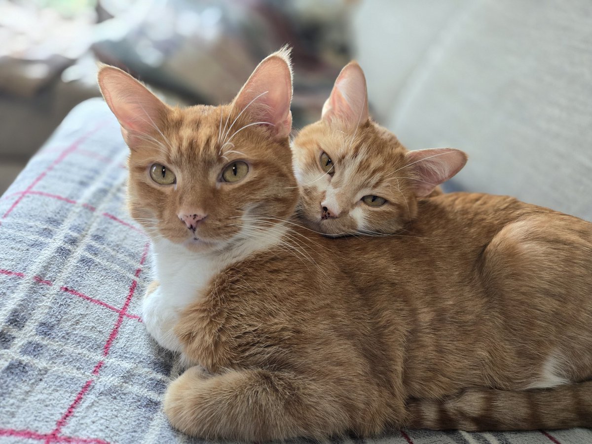 Davecko's tweet image. Colder weather means more brother cuddles &amp;lt;3