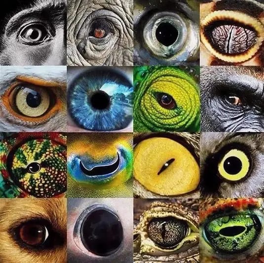 RincnCuriosoo's tweet photo. Los ojos del reino animal 👀✨️ https://t.co/2tr9b2Bz2T