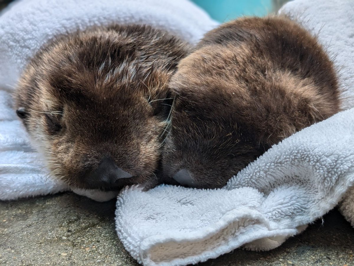 Vancouver Aquarium tweet media