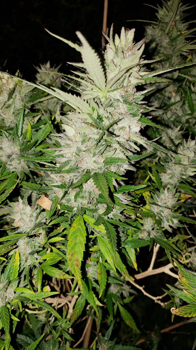 MarijuanaSeeds's tweet photo. Harvested our outdoor Orange Theory today. That's mom next to her, very proud. Get um at Green Avenger Seeds!😁 #greenavengerseeds https://t.co/7wmlSBlSr7