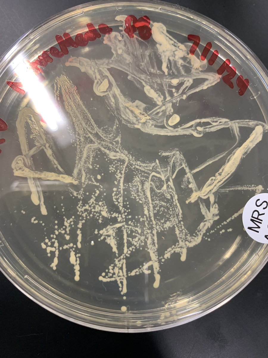 KristenMConklin's tweet photo. @LBSchoolsNY research students finished September strong 💪🏽 Truly looking forward to this years projects 😁

@TursiCristie @Jostroff2 @CentreValBio @NASA 

#scienceresearch #lbstrong https://t.co/PiMh3EXbiR