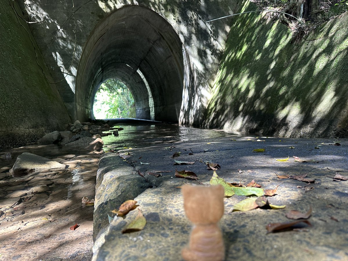 おはようございますなんだニャ🐱 今日は朝から雨模様なんだニャ