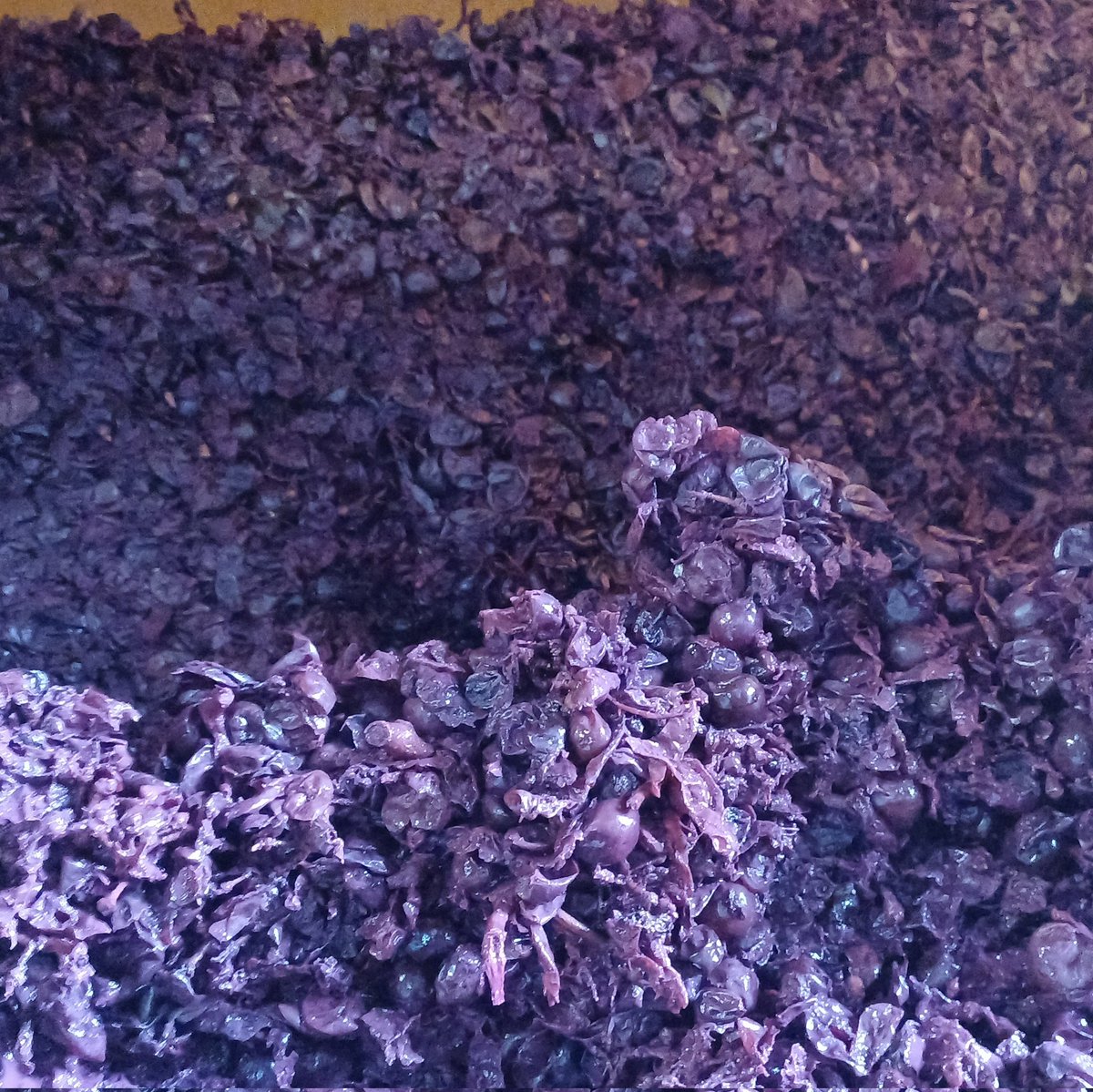 Toujours ébloui de la capacité qu'ont les levures à digérer chaque grain de raisin puis les ranger les uns après les autres couche après couche. A chaque ouverture de la porte d'une cuve; toujours le même spectacle. 😃 !!
😉...
Secret de #Vinification