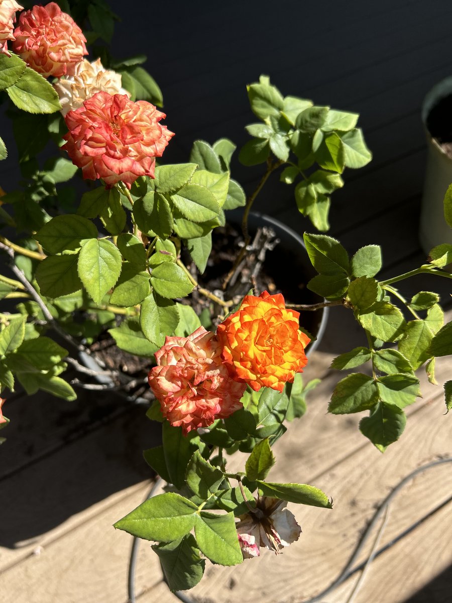 MitzaPlix's tweet photo. Previously on As The Garden Turns: In a shocking twist, the Ketchup &amp; Mustard Roses 🌹wilt into Mayo 😱. The giant cucumber hides from the law 🥒. One pumpkin leaves the nest 🎃, while a new arrival stirs up drama. #ANFSCD #GardeningX #garden #gardenersworld #gardening #sopaopera https://t.co/NFjdrHx9gI