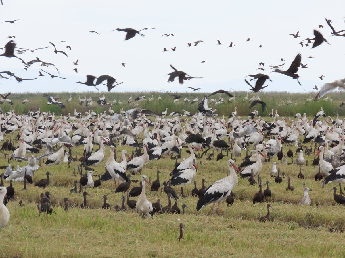 Tidal Wings (@tidal_wings) on Twitter photo A new publication by PhD student <a href="/JoaoCFPP/">João Paulino</a> 🦆🌾Our research shows that rice fields complement other #wetlands, supporting unique waterbird communities year-round. @TeresaCatry @JosePGranadeiro <a href="/ULisboa_/">ULisboa</a> <a href="/ceg_igot/">Centro de Estudos Geográficos</a> <a href="/tidal_wings/">Tidal Wings</a>
Read more: rdcu.be/dVmls A new publication by PhD student <a href="/JoaoCFPP/">João Paulino</a> 🦆🌾Our research shows that rice fields complement other #wetlands, supporting unique waterbird communities year-round. @TeresaCatry @JosePGranadeiro <a href="/ULisboa_/">ULisboa</a> <a href="/ceg_igot/">Centro de Estudos Geográficos</a> <a href="/tidal_wings/">Tidal Wings</a>
Read more: rdcu.be/dVmls