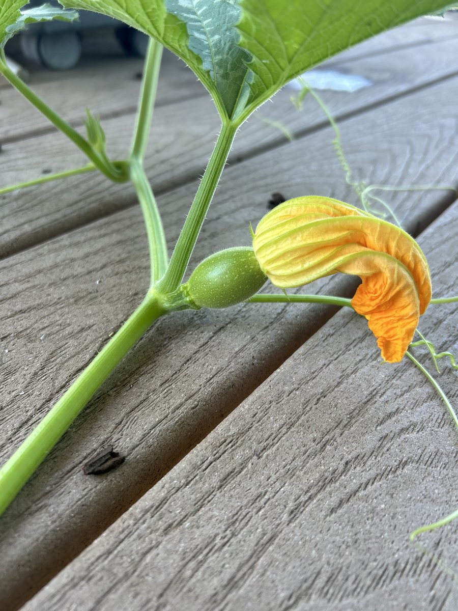 MitzaPlix's tweet photo. Previously on As The Garden Turns: In a shocking twist, the Ketchup &amp; Mustard Roses 🌹wilt into Mayo 😱. The giant cucumber hides from the law 🥒. One pumpkin leaves the nest 🎃, while a new arrival stirs up drama. #ANFSCD #GardeningX #garden #gardenersworld #gardening #sopaopera https://t.co/NFjdrHx9gI