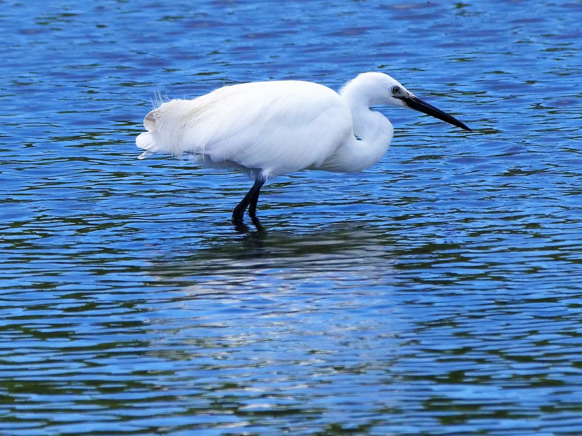 southdublinbirds (@birdwatchdublin) on Twitter photo Sun 6th Oct free outing to Turvey Nature reserve @ 10 am. meet at the car park. More info at ww.southdublinbirds.com/events/events.âŠ
Please share <a href="/BirdsMatter_ie/">BirdsMatter_ie</a> <a href="/BirdWatchIE/">BirdWatch Ireland</a>
<a href="/DttDes/">DALKEY TIDY TOWNS</a> <a href="/dlrcc/">DĂșn Laoghaire-Rathdown County Council</a> <a href="/BWIFingal/">BWI Fingal</a> <a href="/NatureRTE/">Mooney Goes Wild</a> Sun 6th Oct free outing to Turvey Nature reserve @ 10 am. meet at the car park. More info at ww.southdublinbirds.com/events/events.âŠ
Please share <a href="/BirdsMatter_ie/">BirdsMatter_ie</a> <a href="/BirdWatchIE/">BirdWatch Ireland</a>
<a href="/DttDes/">DALKEY TIDY TOWNS</a> <a href="/dlrcc/">DĂșn Laoghaire-Rathdown County Council</a> <a href="/BWIFingal/">BWI Fingal</a> <a href="/NatureRTE/">Mooney Goes Wild</a>