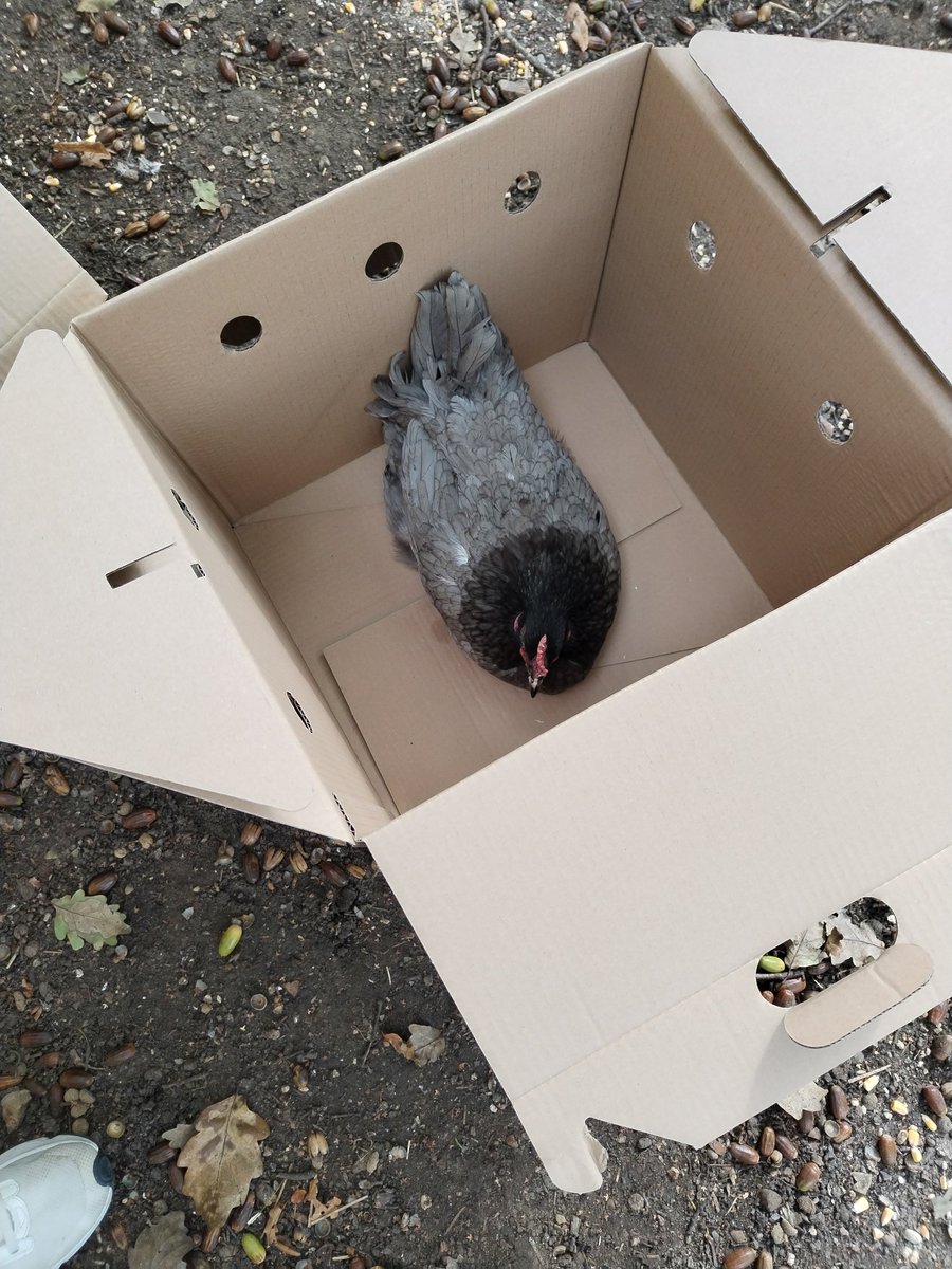 Delphine Toussaint tweet media