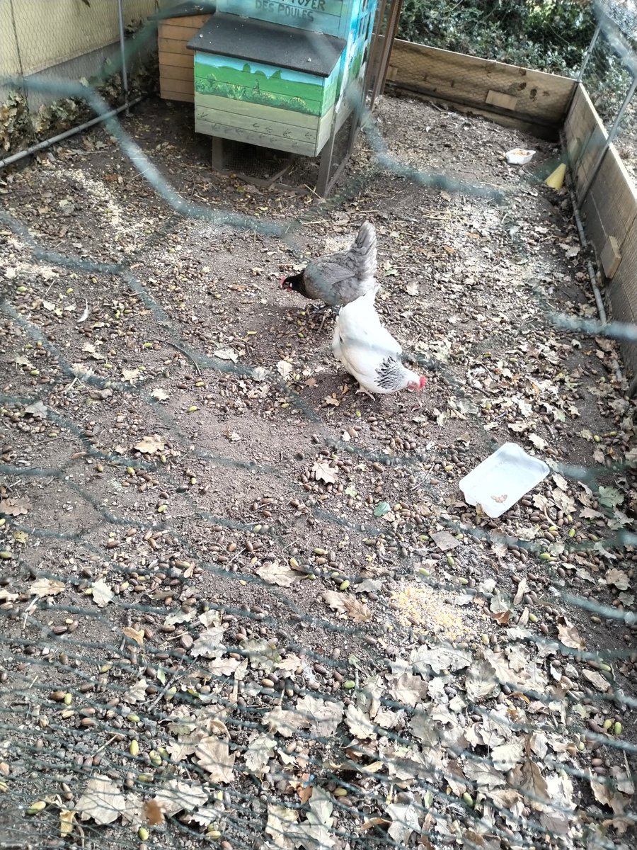 École Rochereuil/Évreux:
Grâce à notre partenariat av l'Agglo, notre école s'enrichit.
Elles sont maintenant 3 🐔 dans notre beau poulailler renforcé par les travailleurs Régie des Quartiers d'Évreux et l'Agora 🎉
#LabellisationEDD #améliorationclimatscolaire
<a href="/Clement_F76/">Clément FONTAINE</a>