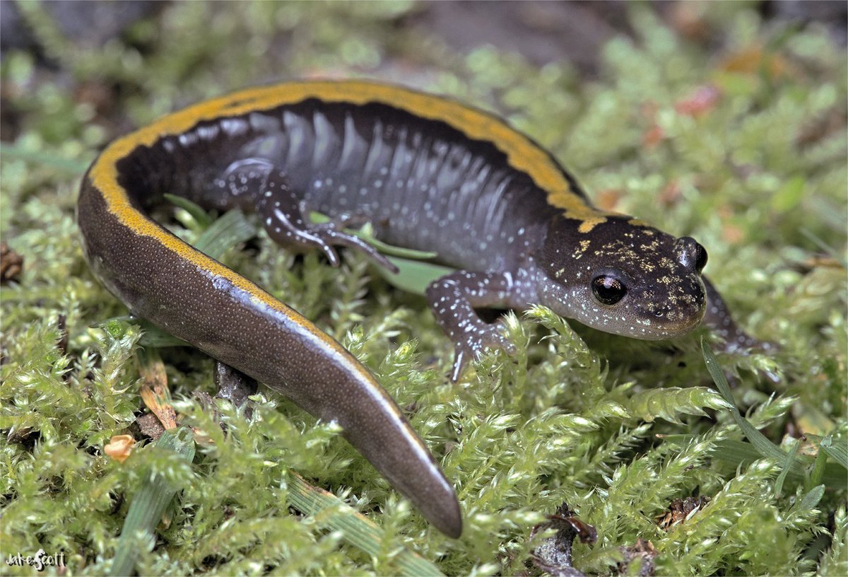 Jake Scott tweet media