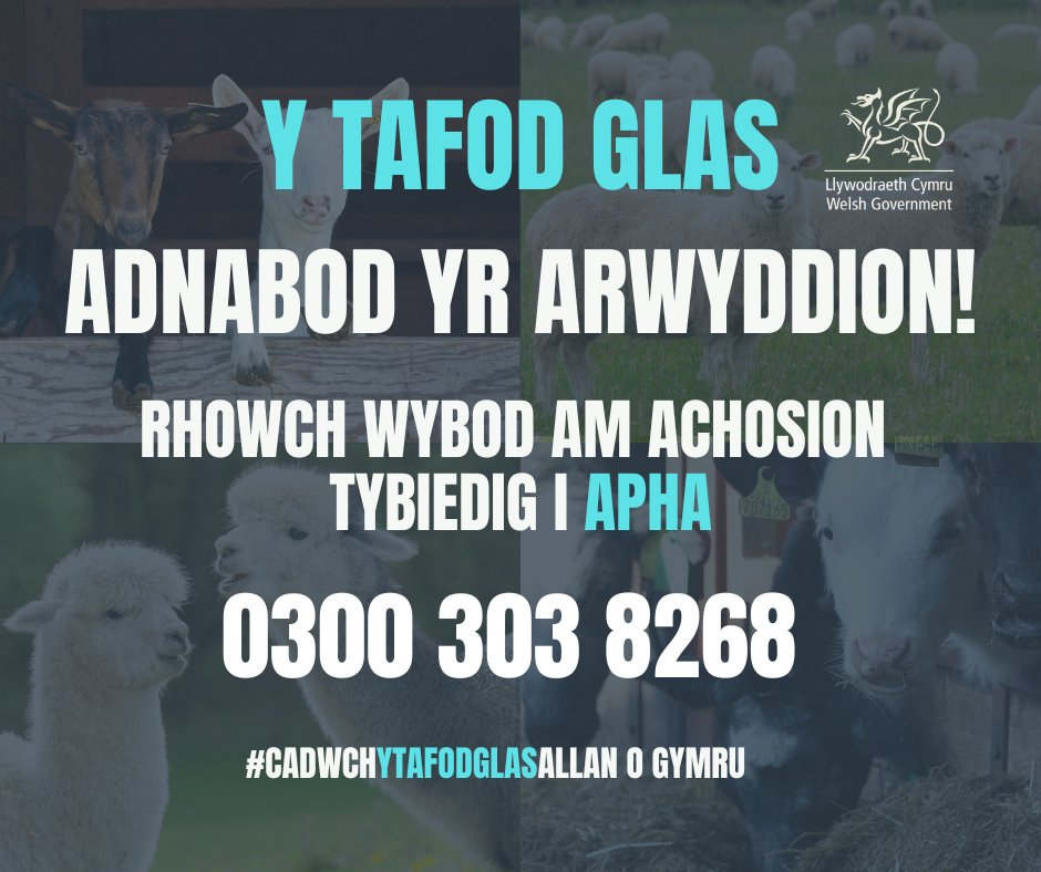 Y Tafod Glas – gwybod beth i fod yn wyliadwrus ohono! 

Gall symptomau clinigol gynnwys: 

• twymyn 
• cramennu ac wlserau o amgylch y trwyn 
• pen wedi chwyddo 
• glafoerio 
• cloffni 

Os ydych yn amau Y Tafod Glas rhowch wybod i <a href="/APHAgovuk/">APHA</a> ar unwaith!
