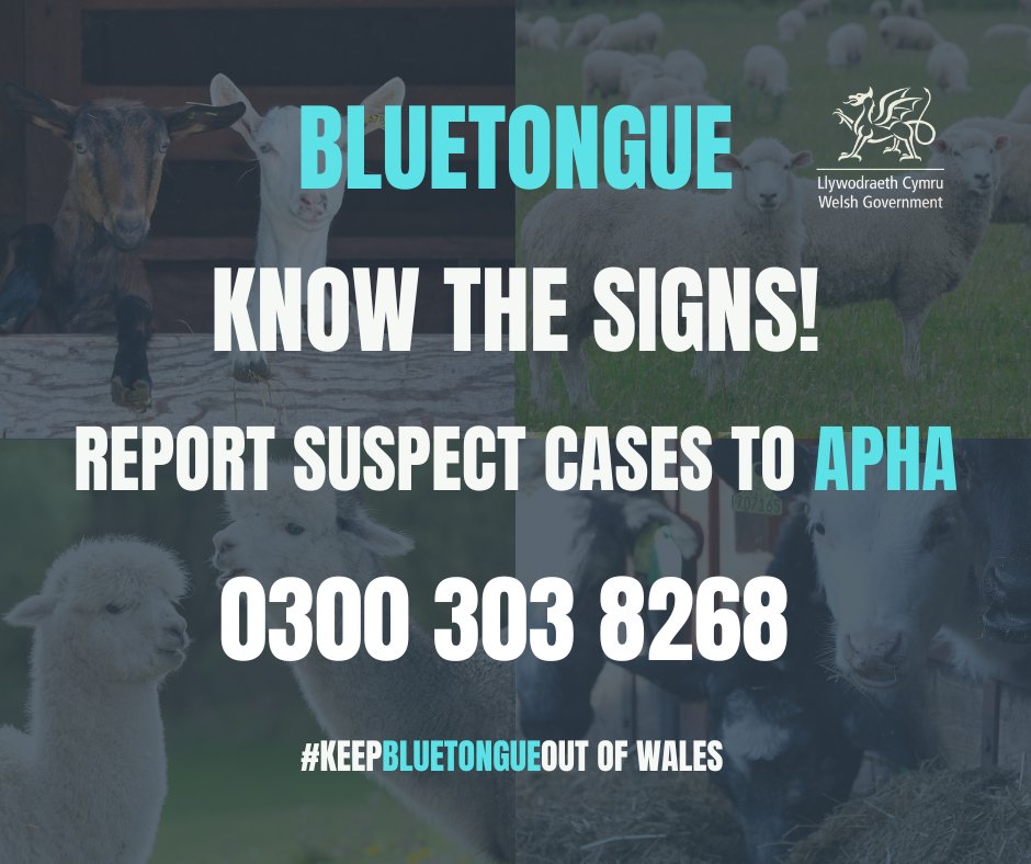 Bluetongue – know what to look out for! 

Clinical signs can include: 

• fever 
• crusting and ulcers around the muzzle area 
• swollen head 
• salivating 
• lameness 

If you suspect Bluetongue notify <a href="/APHAgovuk/">APHA</a> immediately on 0300 303 8268! 

#KeepBluetongueOut of Wales