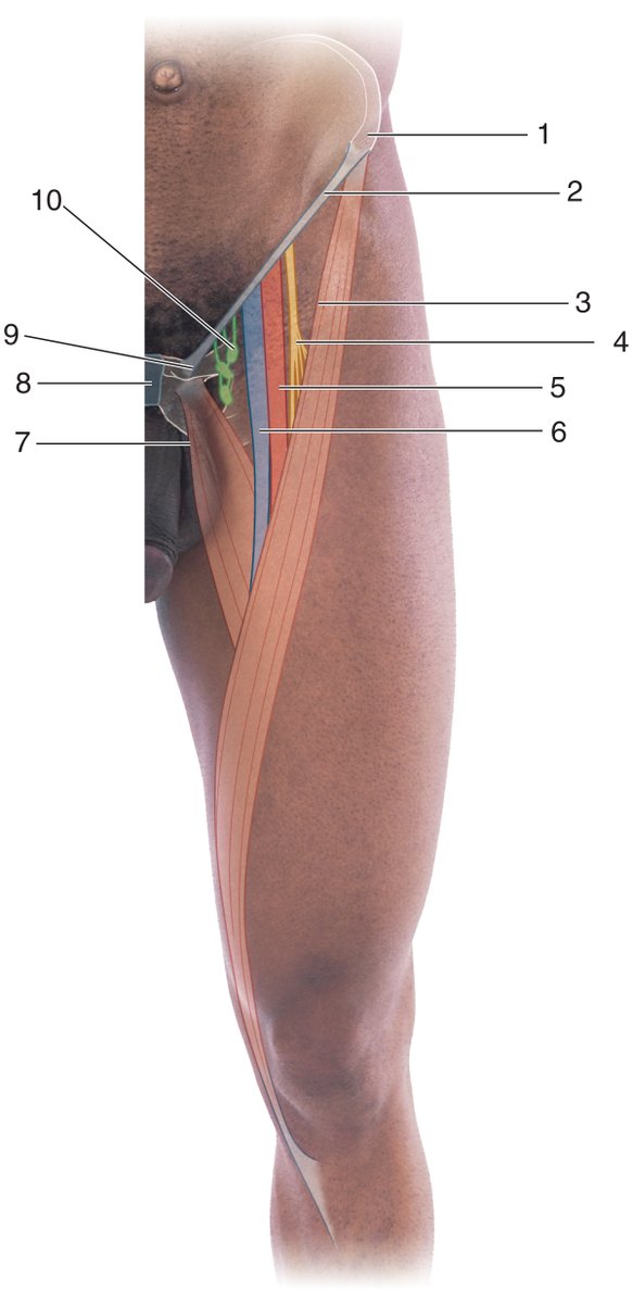 PasionAnatomia's tweet photo. Anatomía de superficie del #TriánguloFemoral ⤵️
1. #EspinaIlíacaAnterosuperior
2. #LigamentoInguinal
3. #MúsculoSartorio
4. #NervioFemoral
5. #ArteriaFemoral
6. #VenaFemoral
7. Músculo #AductorLargo
8. #SínfisisPúbica
9. #TubérculoPúbico
10. #VasosLinfáticos https://t.co/z6YO37NZlY