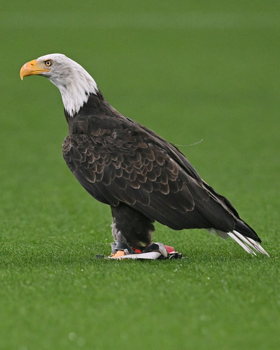 🦅

#UCL