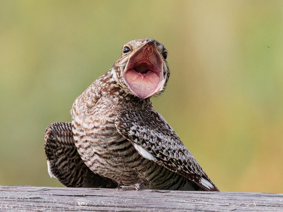Come get the 101 on temporal and spatial trends in Gulf Coast breeding Common Nighthawk’s trophic ecology at AOS 2024 poster session 1, poster 101 today at 7 PM! #AOS24
