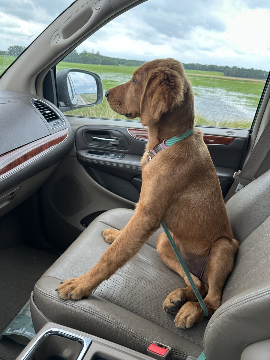 Serious FOMO on this one 🤣

<a href="/GoldretrieverUS/">Golden Retriever Channel</a> #puppy #travel