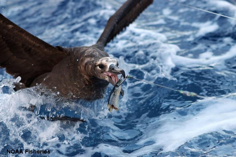 New article documents performance of international  #RFMO rules on seabird #bycatch fishing line weighting; findings suggest zone-specific requirements are needed to account for regional differences in seabird diving behavior tinyurl.com/birdweight