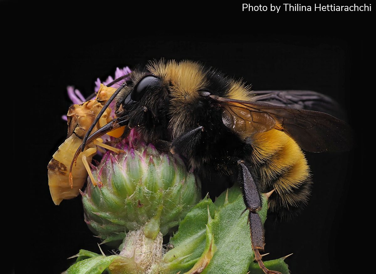 Entomological Society of America (@entsocamerica) on Twitter photo Arthropod Photo of the Week: October 2, 2024
Ambush bug preying on bumble bee
Phymata americana / Bombus borealis
Hemiptera: Reduviidae / Hymenoptera: Apidae
By Thilina Hettiarachchi (<a href="/ThilinaHA/">Thilina Hettiarachchi (@bugsnapz)</a>), Manitoba, Canada
#arthropodPOTW Arthropod Photo of the Week: October 2, 2024
Ambush bug preying on bumble bee
Phymata americana / Bombus borealis
Hemiptera: Reduviidae / Hymenoptera: Apidae
By Thilina Hettiarachchi (<a href="/ThilinaHA/">Thilina Hettiarachchi (@bugsnapz)</a>), Manitoba, Canada
#arthropodPOTW
