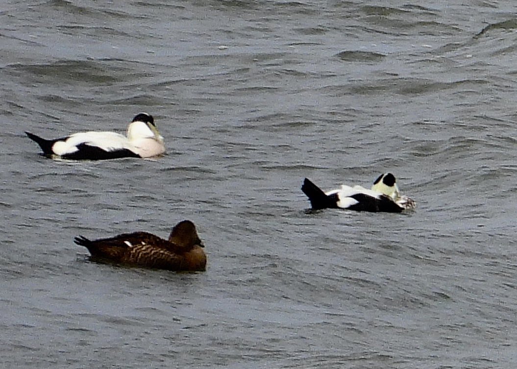 NeilSimms1's tweet image. Northern eider among the flock off the cinema, Redcar this afternoon @teesbirds1 @nybirdnews @DurhamBirdClub