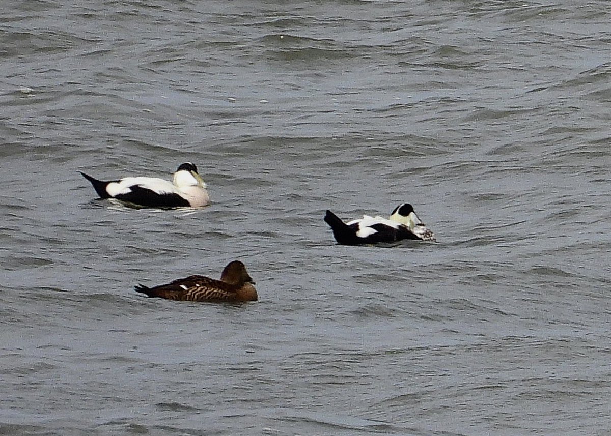 NeilSimms1's tweet image. Northern eider among the flock off the cinema, Redcar this afternoon @teesbirds1 @nybirdnews @DurhamBirdClub