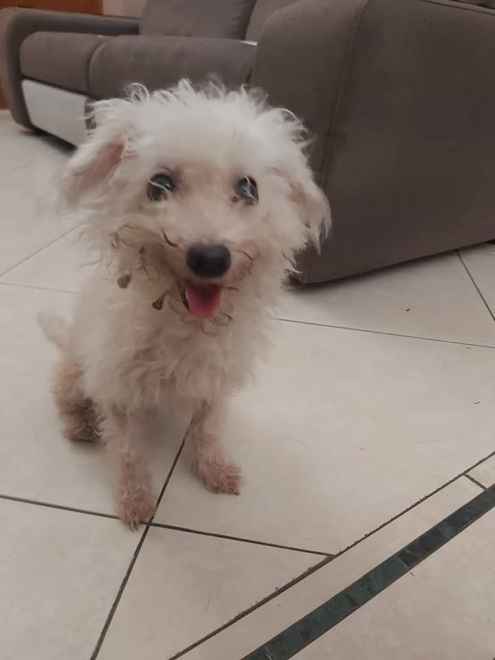 Vi ricordate Perla la nonnina di 12 anni abbandonata perché anziana? È stata ADOTTATTAAAAA 🎉🎉🎉🎉🎉🎉