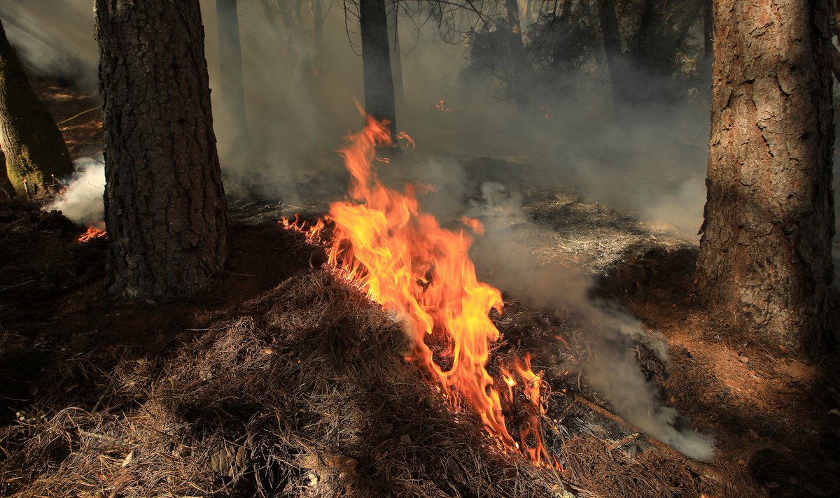 kentphotos's tweet image. I photographed a prescribed fire in 2020 off Mountain View Ranch Rd. in west Dry Creek Valley, one of the mitigation factors of slowing the #PointFire in June of this year. @MaryCallahanB has the story: pressdemocrat.com/article/news/c… @NorthBayNews @CALFIRELNU