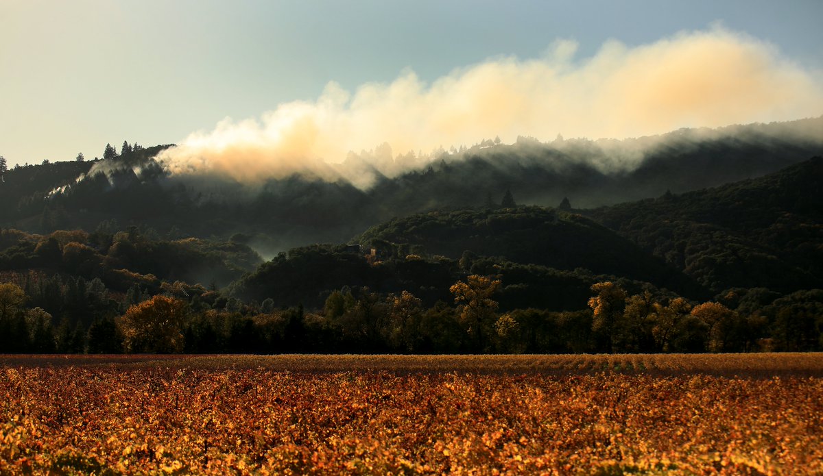 kentphotos's tweet image. I photographed a prescribed fire in 2020 off Mountain View Ranch Rd. in west Dry Creek Valley, one of the mitigation factors of slowing the #PointFire in June of this year. @MaryCallahanB has the story: pressdemocrat.com/article/news/c… @NorthBayNews @CALFIRELNU