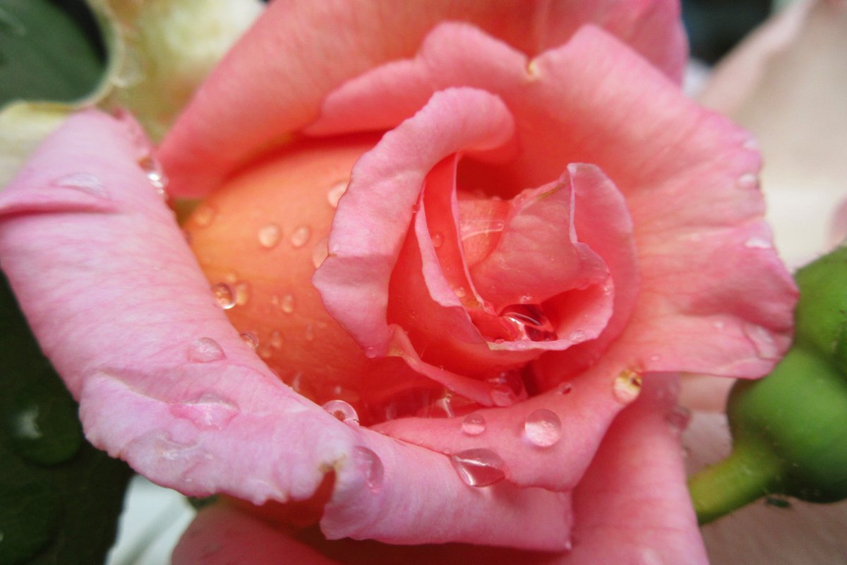 sueelawrence's tweet photo. @chrisbu03352910 Not as stunning as yours, but two of my favourite rose photos.
#RoseWe https://t.co/Z0PUb2F13l