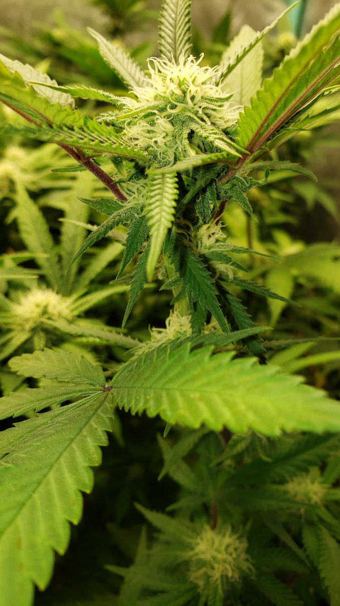 MarijuanaSeeds's tweet photo. Our 98 OG Kush for sale on our website! #greenavengerseeds https://t.co/WbjkVPJ7Je