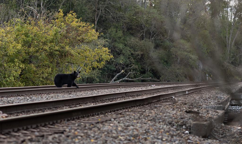 A black bear looks out over Riverside Drive and the French Broad from a train bridge.