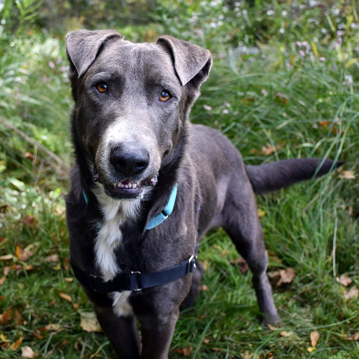 New Hampshire SPCA tweet media