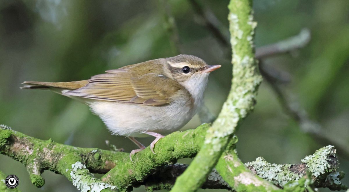 old_caley's tweet image. So glad I returned to @Bempton_Cliffs today. Wanted better views and a photo of the Pale-legged Leaf Warbler. It didn’t let me down! Very happy! @BirdGuides @RareBirdAlertUK @Natures_Voice @rbnUK