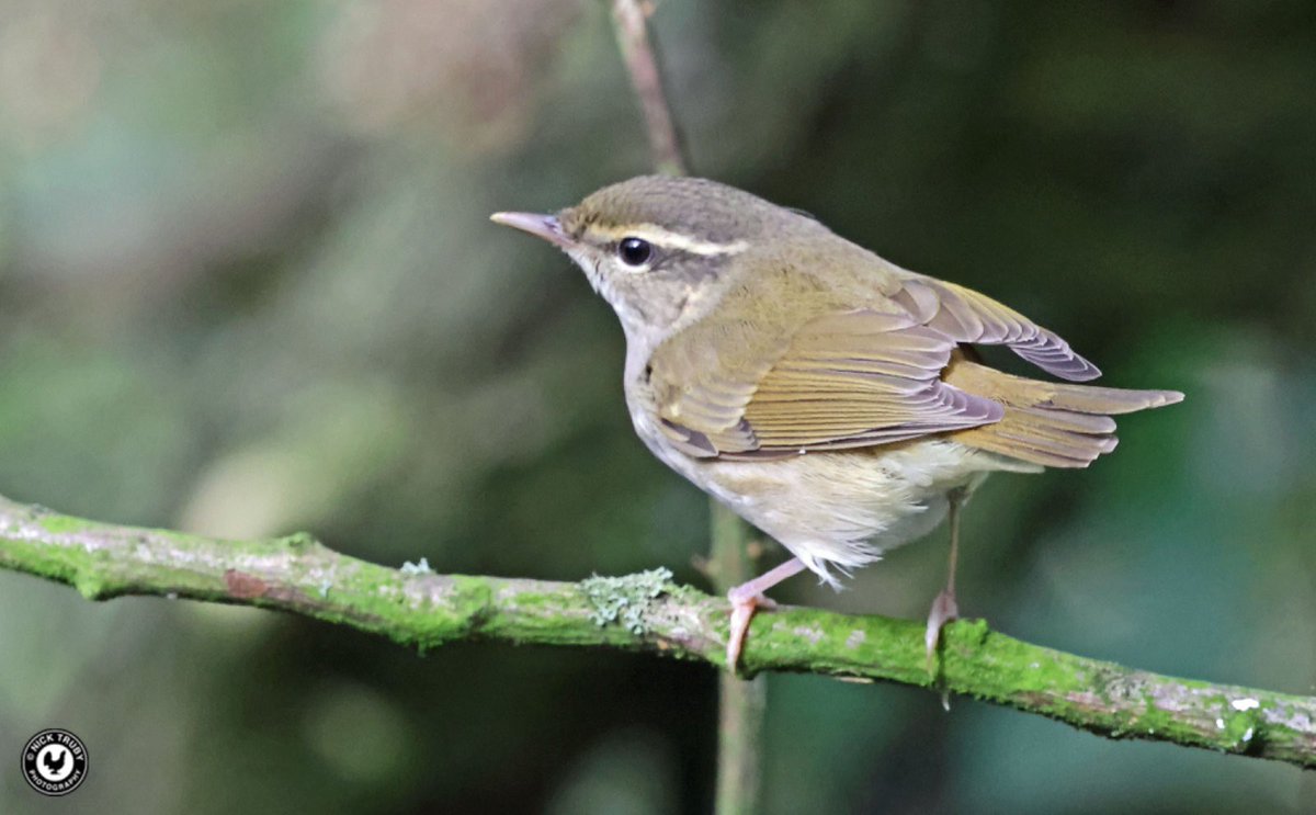 old_caley's tweet image. So glad I returned to @Bempton_Cliffs today. Wanted better views and a photo of the Pale-legged Leaf Warbler. It didn’t let me down! Very happy! @BirdGuides @RareBirdAlertUK @Natures_Voice @rbnUK