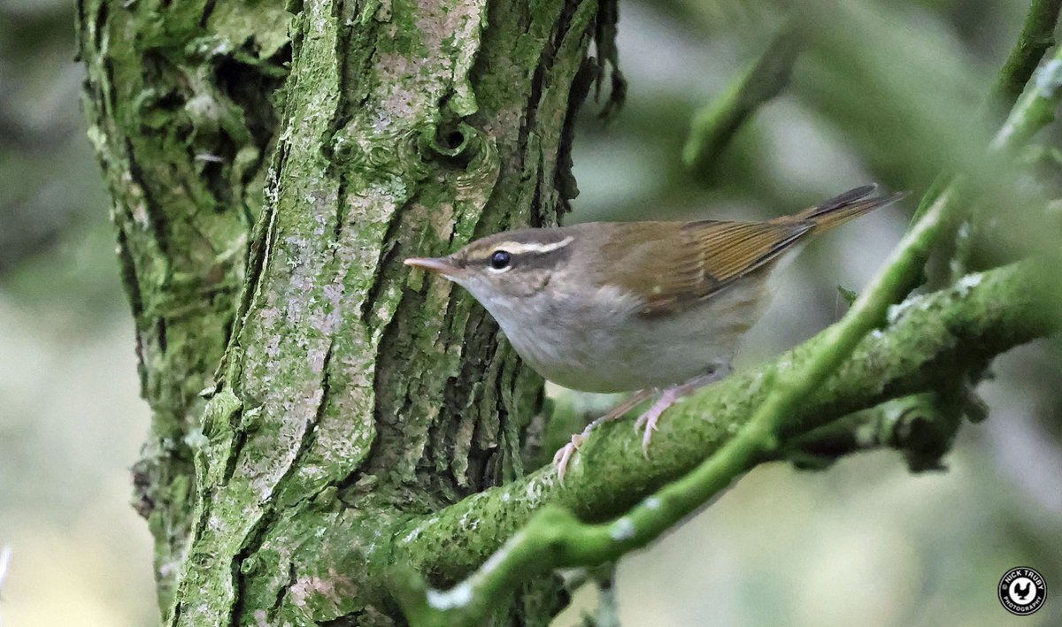 old_caley's tweet image. So glad I returned to @Bempton_Cliffs today. Wanted better views and a photo of the Pale-legged Leaf Warbler. It didn’t let me down! Very happy! @BirdGuides @RareBirdAlertUK @Natures_Voice @rbnUK