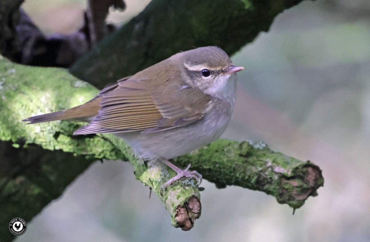 old_caley's tweet image. So glad I returned to @Bempton_Cliffs today. Wanted better views and a photo of the Pale-legged Leaf Warbler. It didn’t let me down! Very happy! @BirdGuides @RareBirdAlertUK @Natures_Voice @rbnUK