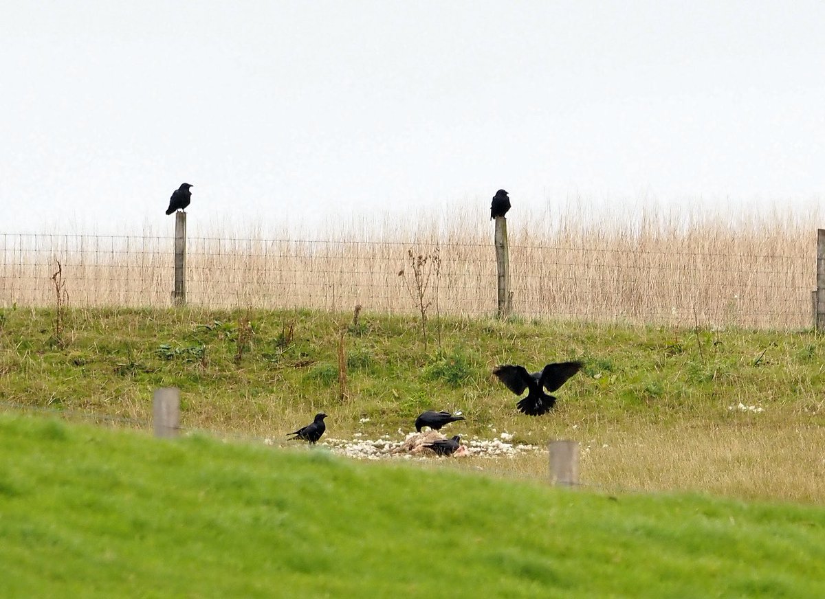 Raven actief in Midden-Drenthe. Prachtig gezicht als ze in formatie vliegen of gewoon door elkaar. En natuurlijk als ze samen aan de maaltijd zijn.