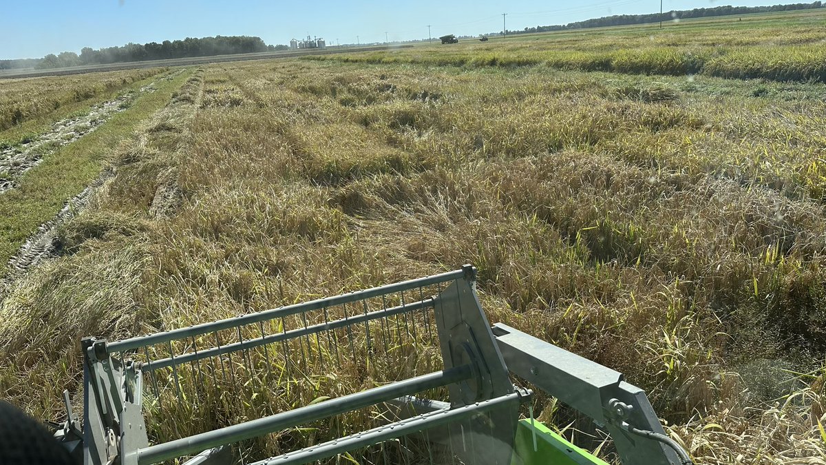 JHardke's tweet photo. Finally dry enough to harvest at @NEArkRice with a track machine. ARPT being harvested now.
#ARrice 
#RiceCheckOffAtWork https://t.co/h0Wx6SCEhs