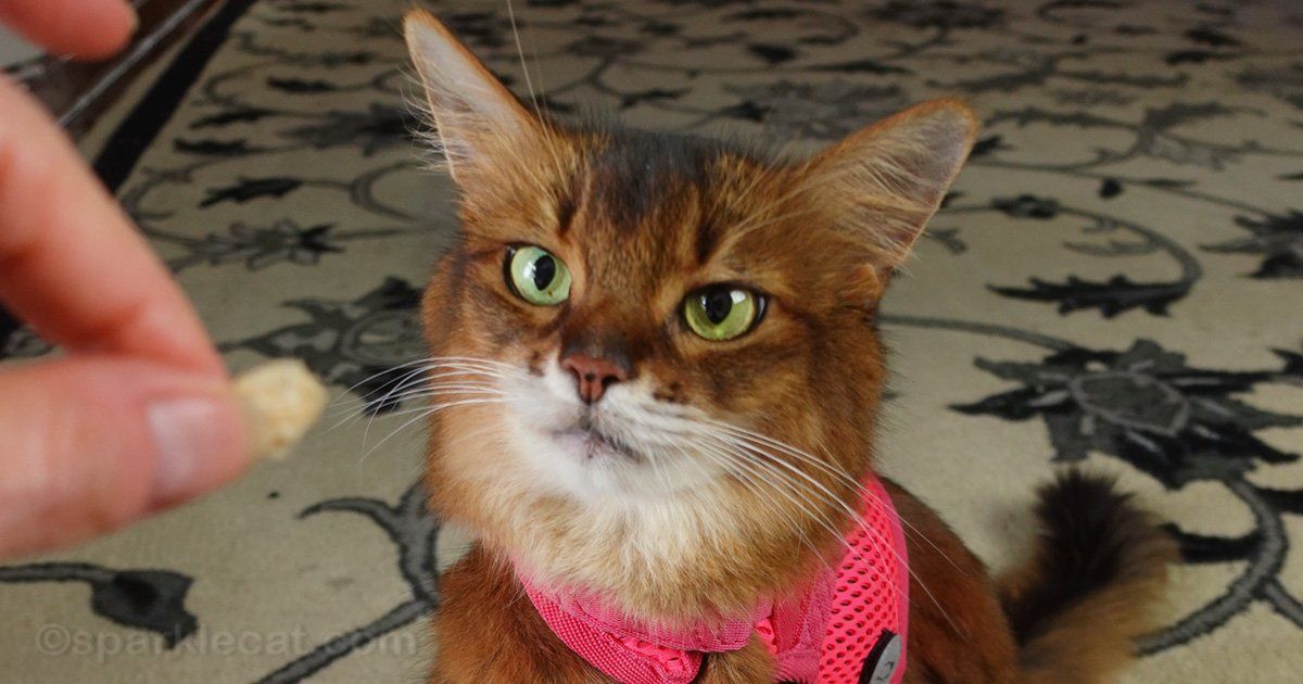 sparklecat's tweet photo. Have you ever tried to put a harness on your cat - or a costume - only to see them fall over? Here's why that happens, and what you can do to get them up off the floor: https://t.co/RnE2MMp0Zn #cattraining #catharness #catclothes https://t.co/1IM5eNsHus
