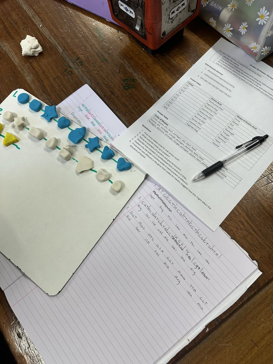 MissDownie2's tweet photo. National 5 biologists and my S3s both explored protein synthesis today. They were given DNA strands which they had to organise into codons and translate into amino acids before finally building their protein using play doh 🔶🟡🔻 https://t.co/SDg6PYisNK