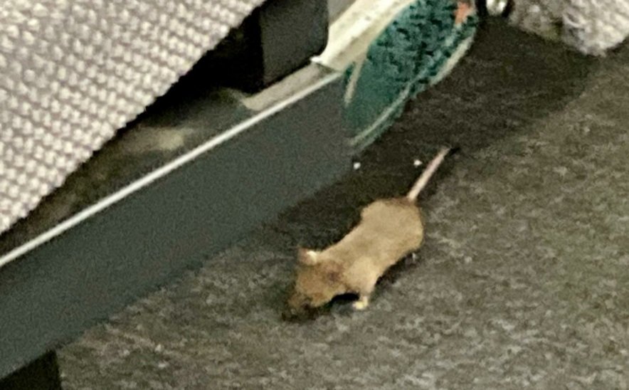 Ulli Nissen tweet media