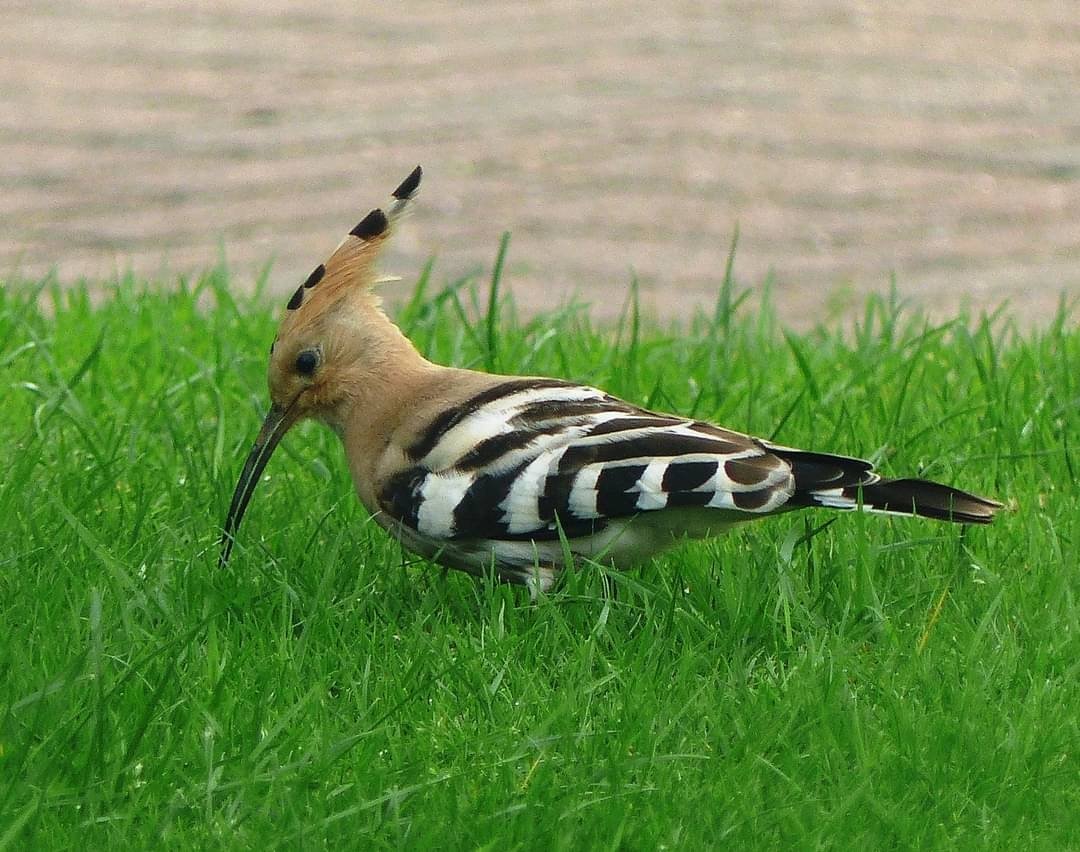 awhitehead56's tweet image. A 2 Hoopoe day! One at Stamford Bridge, nr York and another at Brandsholme, Hull...