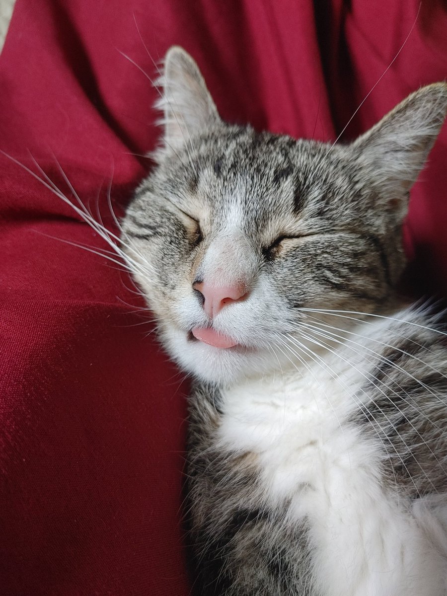 ScuffedSnurtle tweet media