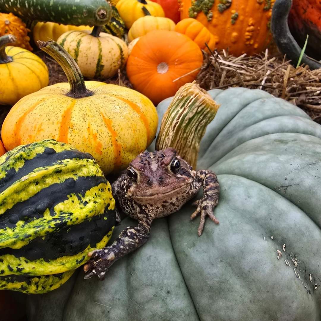 kelsey wailes🐳 tweet media