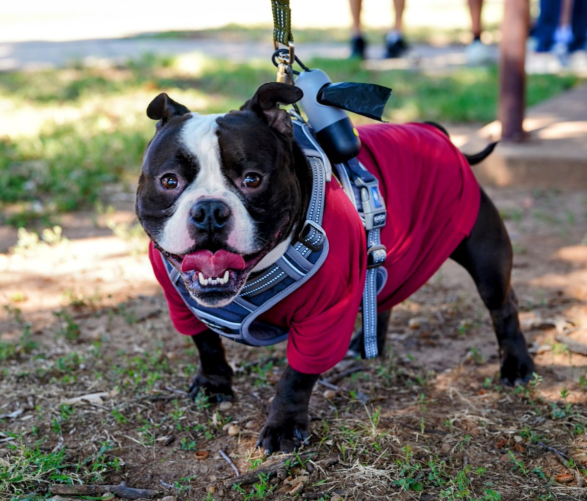 Dillard MSU Texas tweet media