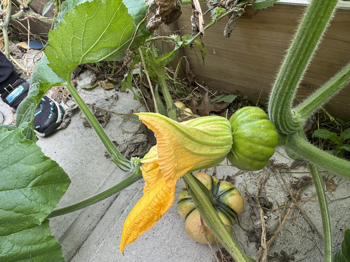 TavaresteachesK's tweet photo. We read “Pumpkin Time” and marched right over to see our very own pumpkin patch. We are so lucky to have our own garden! 🎃 https://t.co/5rQVWm1GTe