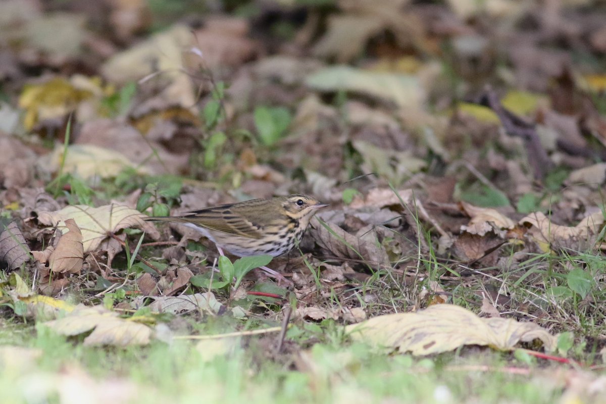 James (@james_b___) on Twitter photo mega afternoon <a href="/FlamboroughBird/">Flamborough Bird Observatory</a> after college today. Glad the pllw did the decent thing and stuck around for me ✅. Then saw icterine warbler ✅and red breasted flycatcher. The olive backed pipit showed ridiculously well too. Also great to finally meet <a href="/RobsBirding/">Robs Birding</a>. 365 for life mega afternoon <a href="/FlamboroughBird/">Flamborough Bird Observatory</a> after college today. Glad the pllw did the decent thing and stuck around for me ✅. Then saw icterine warbler ✅and red breasted flycatcher. The olive backed pipit showed ridiculously well too. Also great to finally meet <a href="/RobsBirding/">Robs Birding</a>. 365 for life